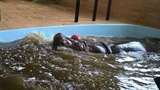 V Zoo Dvorec u Borovan postavili hrochovi pavilon Hippo. Je v nm i bazén.