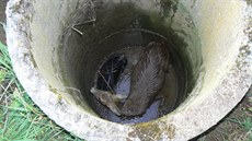 Vylovit srnu z betonové studny u Kralic nad Oslavou byl ten snazší úkol.... Vylovit srnu z betonové studny u Kralic nad Oslavou byl ten snazší úkol....