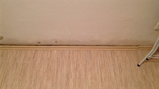 Vzlínání vlhkosti u stn v suterénu kroutí podlahové lity i podlahu jako...