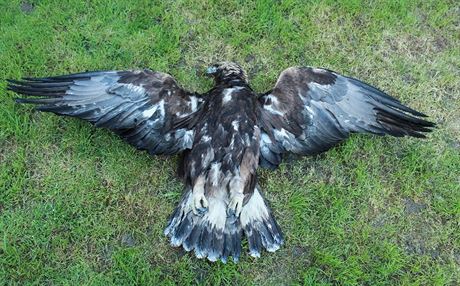 Mrtvého orla skalního nael mu v lese u astkova na Uherskohradisku.