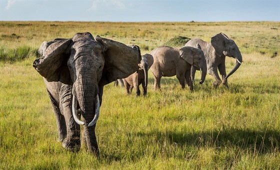 Sloni se v Keni stále astji dostávají do kontaktu s lidmi. Výsledkem jsou...