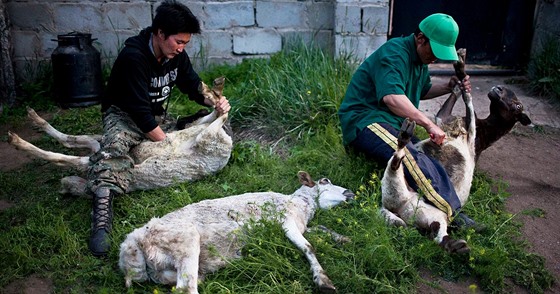 Mongoltí pastevci vykuchávají kozy. Boodog ale vyaduje ped peením...