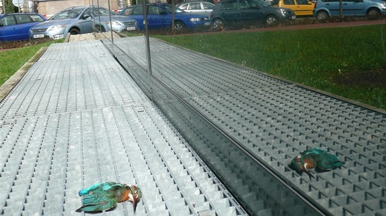 Jeden z mrtvých pták, konkrétn ledáek íní, u budovy olomoucké...