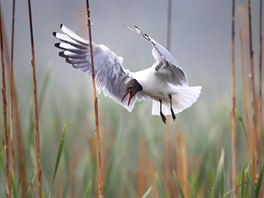 DO HNÍZDA. Fotograf agentury AP zachytil u bloruského Minsku fotografii ptáka,...