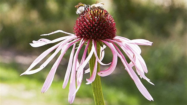 Echinacea neboli tapatka nachov je jednm z mnoha druh sedmikrsek, pvodem ze Severn Ameriky.