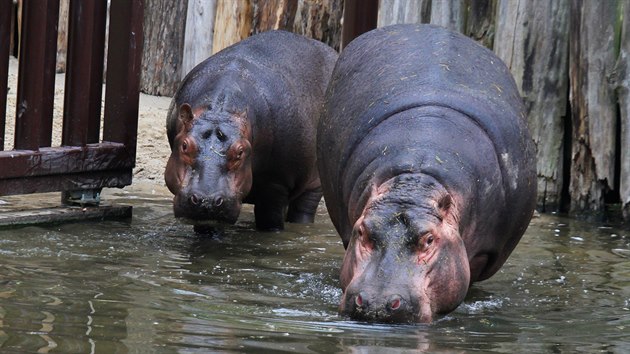 Hroi obojiveln se po trncti letech vrtili do zoo ve Dvoe Krlov nad Labem.