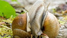 Šnek zahradní potřebuje k životu typické jarní klima s dostatkem vlhkosti.... Šnek zahradní potřebuje k životu typické jarní klima s dostatkem vlhkosti....