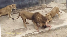 Mladý Chilan chtěl skokem mezi lvy v zoo spáchat sebevraždu. Chovatelé museli... Mladý Chilan chtěl skokem mezi lvy v zoo spáchat sebevraždu. Chovatelé museli...