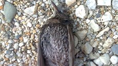 Jeden z mrtvých pták, konkrétn kos horský, u budovy olomoucké pírodovdecké...