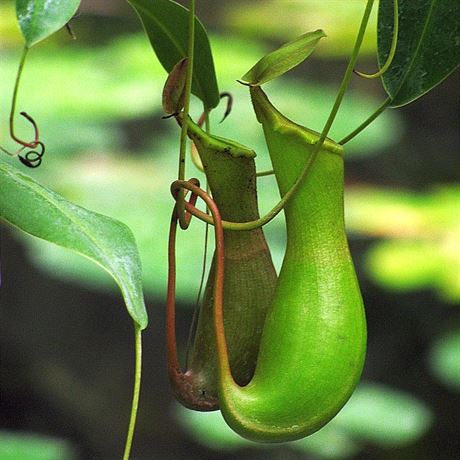 Pozvánka na masoravky do Botanické zahrady na Albertov