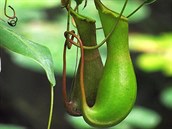 Pozvánka na masoravky do Botanické zahrady na Albertov