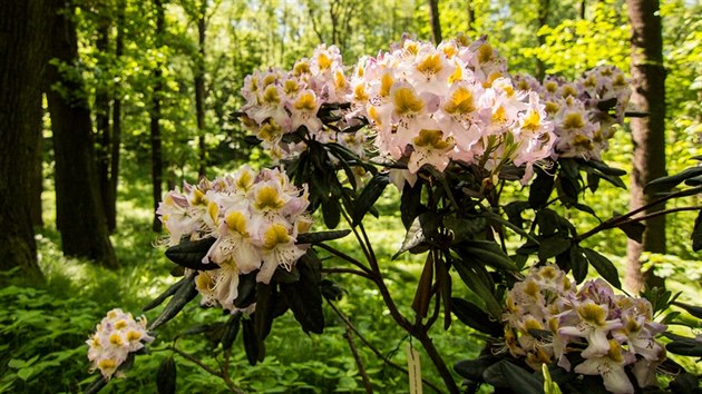 Kvetouc rododendrony v ostravsk zoologick zahrad.