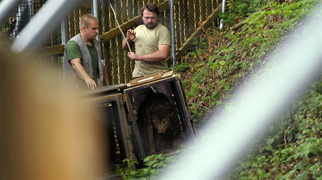 Jihlavsk zoologick zahrada zan chovat vlky iberijsk. Pivezla je z Olomouce. V novm vbhu v pondl odpoledne udlali prvn kroky.