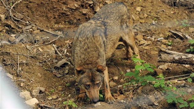 Jihlavsk zoologick zahrada zan chovat vlky iberijsk. Pivezla je z Olomouce. V novm vbhu v pondl odpoledne udlali prvn kroky.