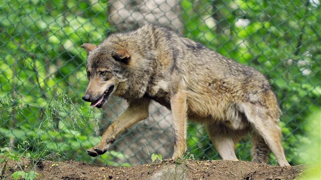 Jihlavsk zoologick zahrada zan chovat vlky iberijsk. Pivezla je z Olomouce. V novm vbhu v pondl odpoledne udlali prvn kroky.