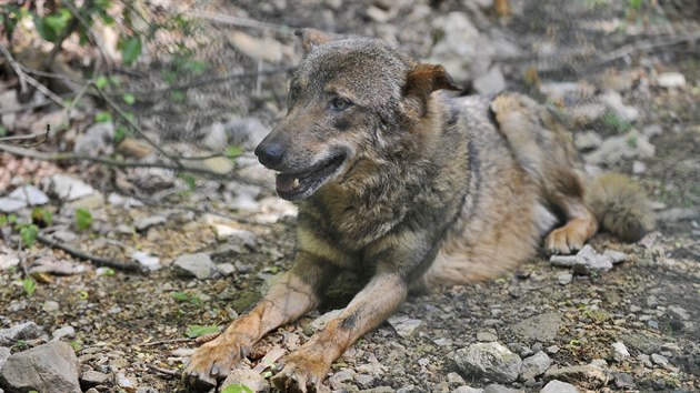 Jihlavsk zoologick zahrada zan chovat vlky iberijsk. Pivezla je z Olomouce. V novm vbhu v pondl odpoledne udlali prvn kroky.