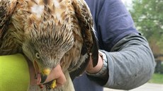 Lidé z eské Doubravice pomohli luákovi, kterého zastihla pi lovu prudká...