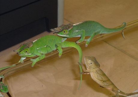 Chameleoni z Madagaskaru nalezení v zavazadlech paeráka.