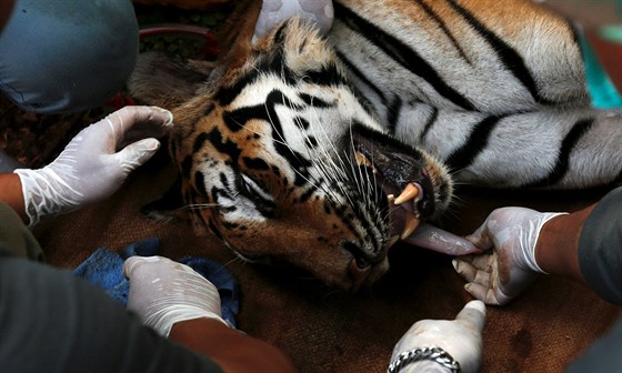 Thajtí veterinái s jedním z uspaných tygr z buddhistického chrámu...