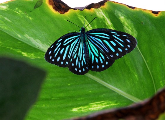Modrý tygr - Dark Blue Tiger v karlovarském motýlím dom.