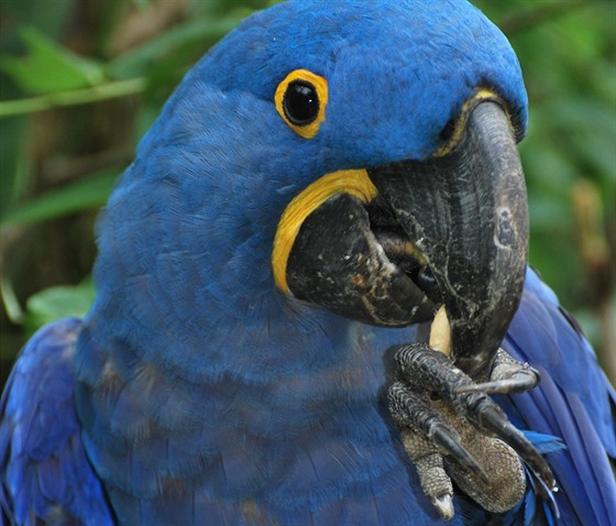 Zmizelý papouek ara hyacintový má výrazné zbarvení, díky nmu je...