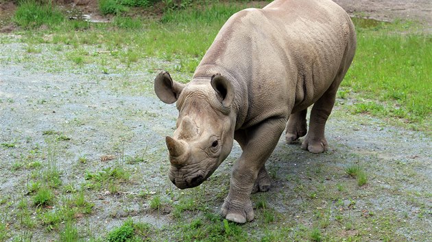 Zpvaka Thu Minh ve Dvoe Krlov zahjila kampa OSN na zchranu ohroench druh a pevzala patront nad pesunem samice nosoroce dvourohho Eliky do Tanznie (5. ervna 2016)