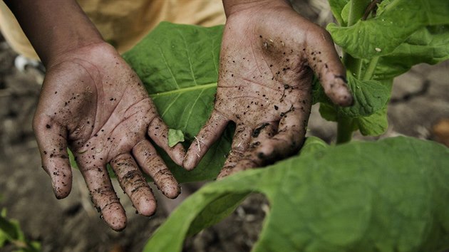 Organizace Human Rights Watch kritizuje lhostejn pstup tabkovch firem k otrock prci dt na plantch v Indonsii.