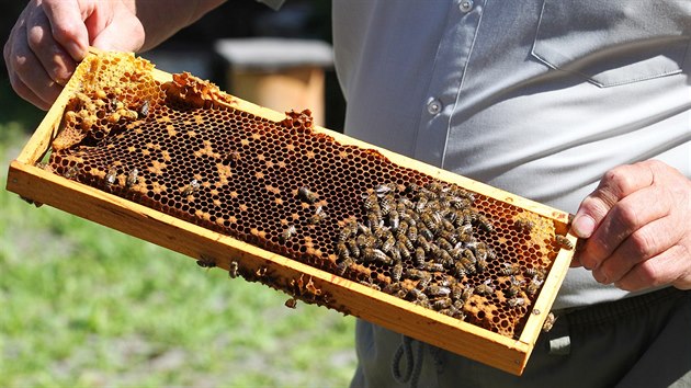 Absolventská zkouška oboru včelař na Střední lesnické škole ve Žluticích