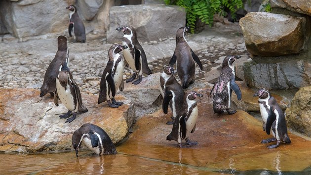 Od roku 1997 u se zlnsk zoologick zahrad podailo odchovat padest mlat tuk Humboldtovch.