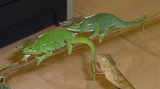 Chameleoni z Madagaskaru nalezení v zavazadlech pašeráka. Chameleoni z Madagaskaru nalezení v zavazadlech pašeráka.
