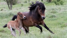 Hřebec je zvláště pro hřebečky jedinečným vzorem chování, které se od matek... Hřebec je zvláště pro hřebečky jedinečným vzorem chování, které se od matek...