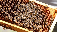 Absolventská zkouška oboru včelař na Střední lesnické škole ve Žluticích Absolventská zkouška oboru včelař na Střední lesnické škole ve Žluticích
