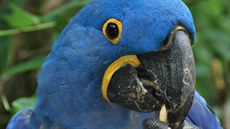 Zmizelý papouek ara hyacintový má výrazné zbarvení, díky nmu je...