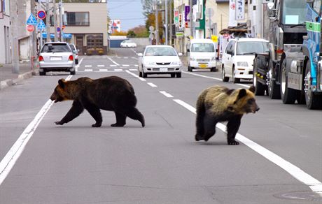 Dvojice medvd v ulicích msta ari na japonském ostrov Hokkaidó (18. íjna...