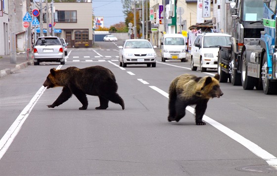 Dvojice medvd v ulicích msta ari na japonském ostrov Hokkaidó (18. íjna...