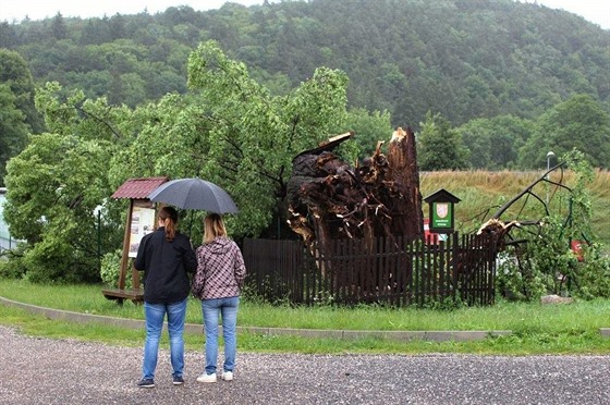 V Jincích na Píbramsku spadl kvli silnému vtru a deti památný strom, starý...