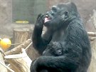 Gorilí mlád pod sprchou s matkou Shindou