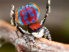 PAVOUÍ FEÁK. Exemplá nov objeveného australského "pavího pavouka" Maratus...