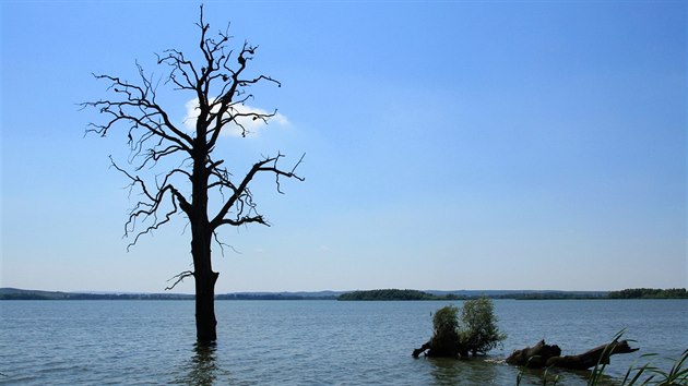 Pi stavb Novomlnskch ndr dolo kzatopen sti pvodnho lunho lesa. Dodnes vidme ve vod stt osamocen torza strom.