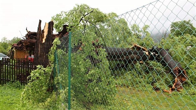 V Jincch na Pbramsku spadl kvli silnmu vtru a deti pamtn strom, star asi 400 let (17.6.2016)