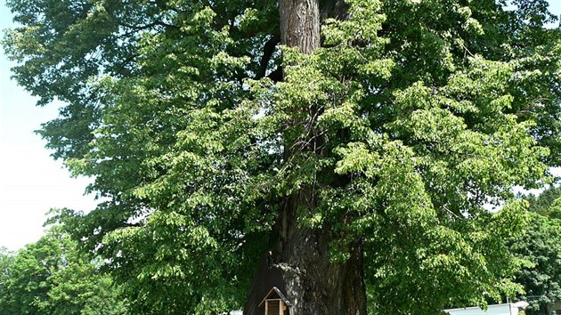 V Jincch na Pbramsku spadl kvli silnmu vtru a deti pamtn strom, star asi 400 let (17.6.2016)