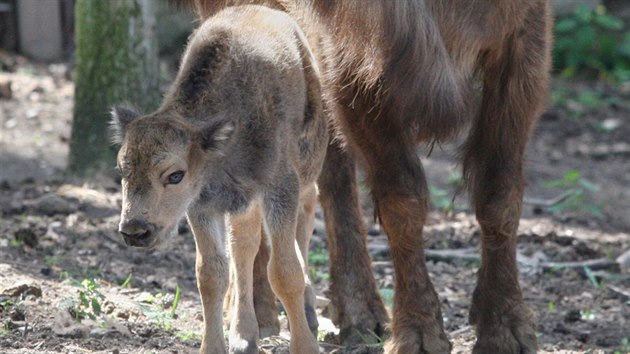 V olomouck zoologick zahrad na Svatm Kopeku se v polovin ervna narodilo dal mld zubra evropskho, bhem msce u druh.