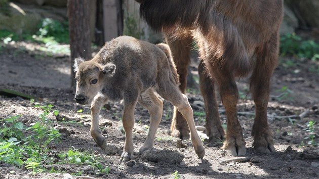 V olomouck zoologick zahrad na Svatm Kopeku se v polovin ervna narodilo dal mld zubra evropskho, bhem msce u druh.