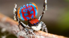 PAVOUČÍ FEŠÁK. Exemplář nově objeveného australského "pavího pavouka" Maratus... PAVOUČÍ FEŠÁK. Exemplář nově objeveného australského "pavího pavouka" Maratus...