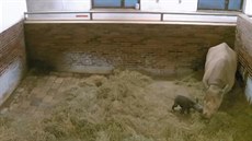 V královédvorské ZOO se narodilo mládě nosorožce dvourohého V královédvorské ZOO se narodilo mládě nosorožce dvourohého