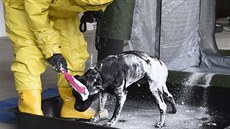 Na snímku je dekontaminace psa po jaderné havárii.