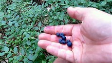 Na koktejl, rozmačkané se smetanou, na koláč... Kdo je trpělivý, nasbírá,... Na koktejl, rozmačkané se smetanou, na koláč... Kdo je trpělivý, nasbírá,...