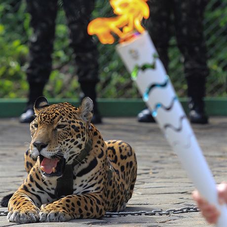 Samice jaguára Juma za akci s olympijskou tafetou zaplatila ivotem (20....