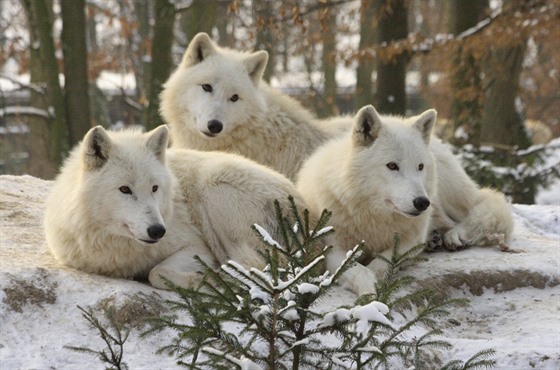 Do liberecké zoo dorazil pár vlk arktických z olomoucké zoo (ilustraní...