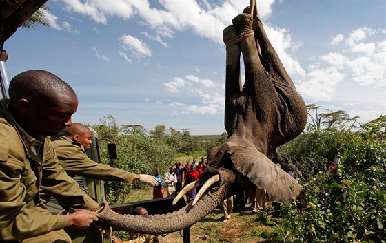 Zvíe na snímku není mrtvé, Keané ho pouze uspali. I tato zem v roce 2011 zahájila rozsáhlé sthování, bhem nj pesunula 200 chobotnatc do populární pírodní rezervace Masai Mara.
